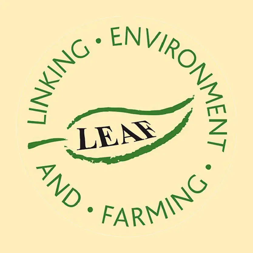 Leaf Logo